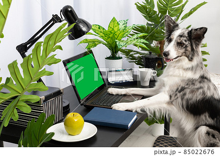 The dog sits in a chair at the desk in front of the computer. The screen is solid green ready to be designed. Intelligent Border Collie Sheepdog. Modern interior design of the apartment. 85022676