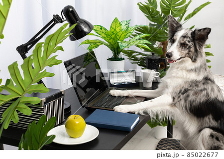 The dog sits in a chair in front of the computer in the living room. Intelligent Border Collie Sheepdog. Modern interior design of the apartment. 85022677