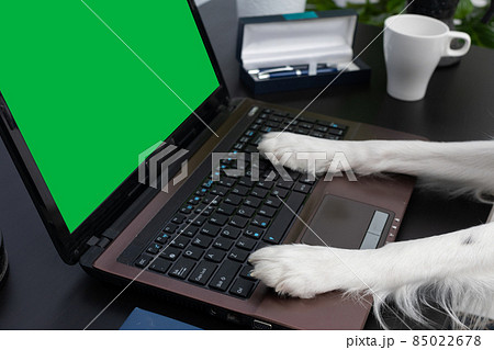 A dog is sitting in front of the laptop and his paws are operating at the keyboard. The screen of the monitor is in solid date green color for pasting your design. Intelligent Border Collie Sheepdog 85022678
