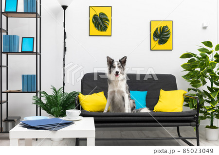 A dog with protruding ears and curiosity sits on a sofa in the living room. Intelligent Border Collie Sheepdog. Modern interior design of the apartment. A dog with protruding ears and curiosity sits on a sofa in the living room. Intelligent Border Collie Sheepdog. Modern interior design of the apartment. 85023049