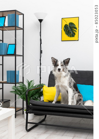 A dog with protruding ears and curiosity sits on a sofa in the living room. Intelligent Border Collie Sheepdog. Modern interior design of the apartment. A dog with protruding ears and curiosity sits on a sofa in the living room. Intelligent Border Collie Sheepdog. Modern interior design of the apartment. 85023053