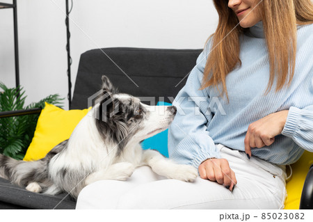 The teenager is sitting on the sofa and the dog is lying and resting his paws on her legs. Intelligent Border Collie Sheepdog. Modern interior design of the apartment. The teenager is sitting on the sofa and the dog is lying and resting his paws on her legs. Intelligent Border Collie Sheepdog. Modern interior design of the apartment. 85023082