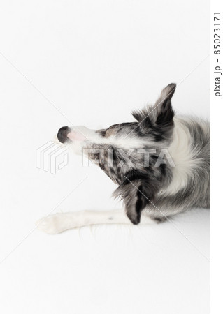 A Border Collie dog is lying on a white background. Top view. The dog is colored in shades of white and black and has long and delicate hair. An excellent herding dog. A Border Collie dog is lying on a white background. Top view. The dog is colored in shades of white and black and has long and delicate hair. An excellent herding dog. 85023171