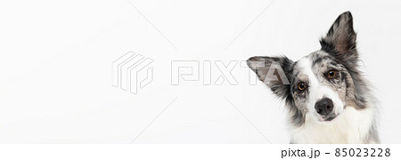 A close up of a dog's tilted muzzle as a sign of misunderstanding, a Border Collie breed with eared ears against a white background. The dog is colored in shades of white and black and has long and 85023228