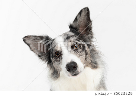 A close up of a dog's tilted muzzle as a sign of misunderstanding, a Border Collie breed with eared ears against a white background. The dog is colored in shades of white and black and has long and 85023229