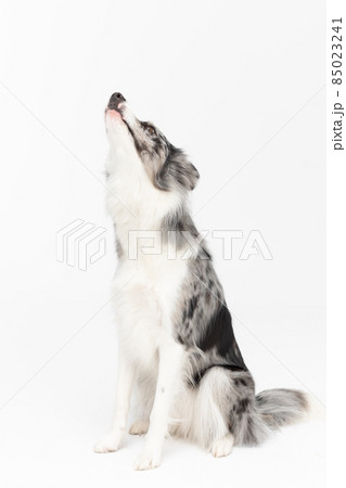 On a white background sits a thoroughbred Border Collie with a full pedigree with its mouth raised up and howling loudly. The dog is colored in shades of white and black and has long and delicate hair On a white background sits a thoroughbred Border Collie with a full pedigree with its mouth raised up and howling loudly. The dog is colored in shades of white and black and has long and delicate hair 85023241