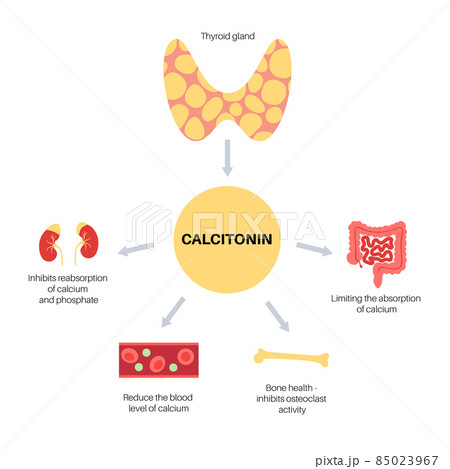 calcitonin thyroid hormone 85023967