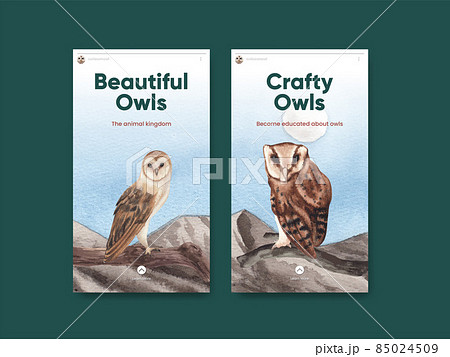 Instagram template with owl bird concept,watercolor style Instagram template with owl bird concept,watercolor style 85024509