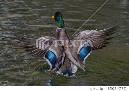 マガモ 85024777