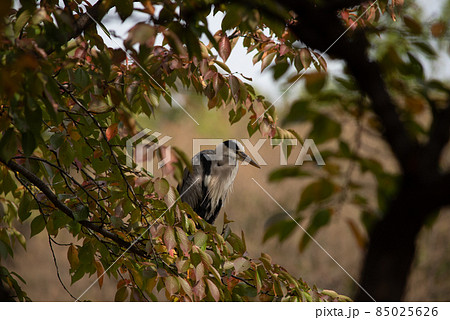 Beautiful cocoi heron perched on a tree Beautiful cocoi heron perched on a tree 85025626