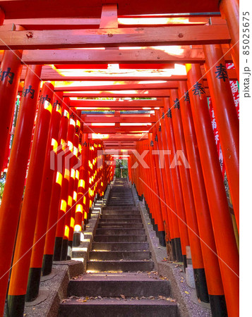 東京赤坂・山王日枝神社の千本鳥居 85025675