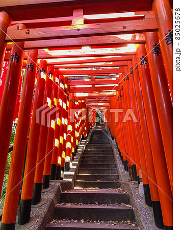 東京赤坂・山王日枝神社の千本鳥居 85025678