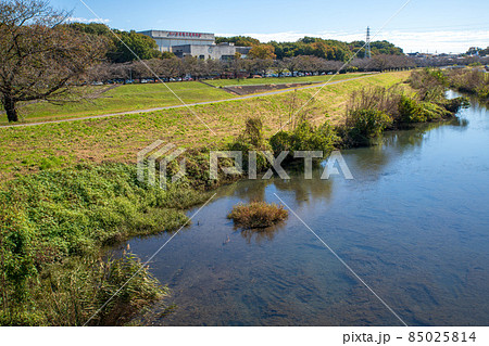 芝川　大和田公園沿い　大宮体育館付近　秋の風景　 85025814