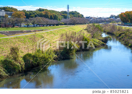 芝川　大和田公園沿い　大宮体育館付近　秋の風景　 85025821