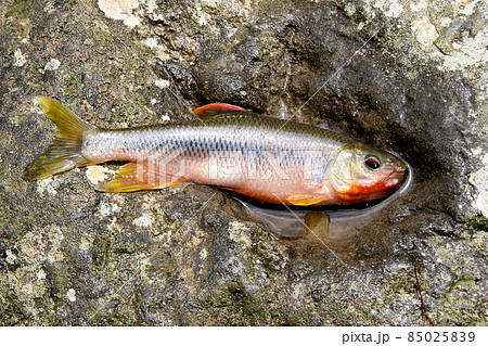 カワムツを釣った 85025839