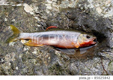カワムツを釣った カワムツを釣った 85025842