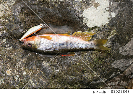 カワムツを釣った 85025843