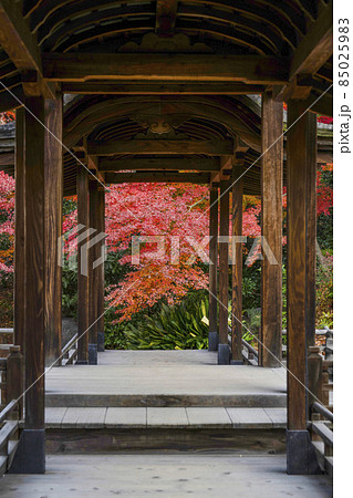 京都 晩秋の渉成園 回棹廊 京都 晩秋の渉成園 回棹廊 85025983
