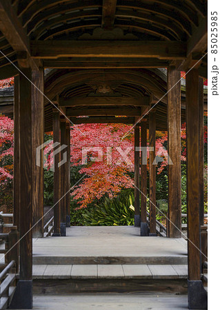 京都 晩秋の渉成園 回棹廊 京都 晩秋の渉成園 回棹廊 85025985