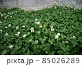 シロツメクサ 85026289