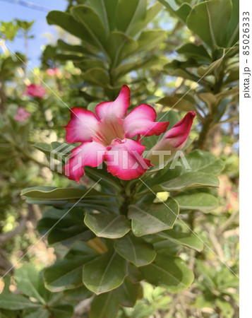 Adenium multiflora (Latin - Adenium Multiflorum) in the Ein Gedi Botanical Garden 85026333
