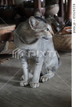 猫 85026358