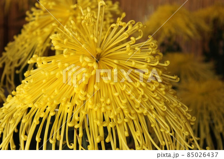 黄色い菊 85026437