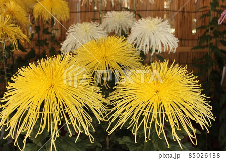 黄色い菊 85026438