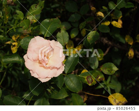 日向に咲くピンクのバラ一輪 85026455