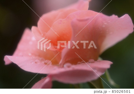 優しい光をまとうバラの花 優しい光をまとうバラの花 85026501