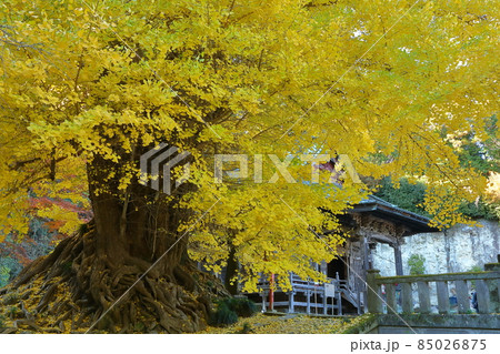 埼玉県東松山市岩殿 岩殿観音巌殿山正法寺 黄葉したイチョウ 埼玉県東松山市岩殿 岩殿観音巌殿山正法寺 黄葉したイチョウ 85026875