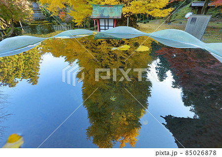 埼玉県東松山市岩殿 岩殿観音巌殿山正法寺 黄葉したイチョウの反射 埼玉県東松山市岩殿 岩殿観音巌殿山正法寺 黄葉したイチョウの反射 85026878