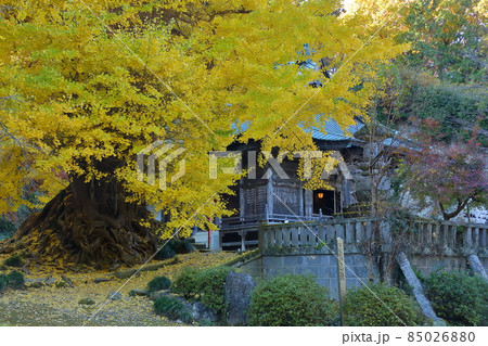埼玉県東松山市岩殿　岩殿観音巌殿山正法寺　黄葉したイチョウとお堂 85026880