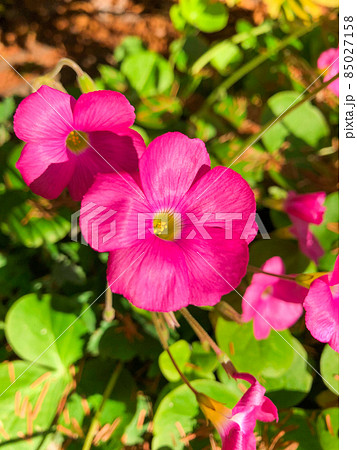 東京板橋・西台緑地のハナカタバミ 東京板橋・西台緑地のハナカタバミ 85027158