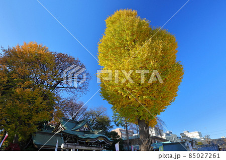 埼玉県川越市南通町 川越八幡宮夫婦いちょうの黄葉 埼玉県川越市南通町 川越八幡宮夫婦いちょうの黄葉 85027261
