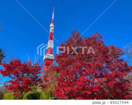 東京芝・増上寺の紅葉と東京タワー 85027544
