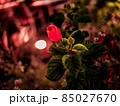 夜の植物、明かりと花 85027670