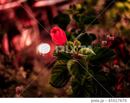 夜の植物、明かりと花 85027670