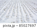 12月の冬の田んぼ 85027697