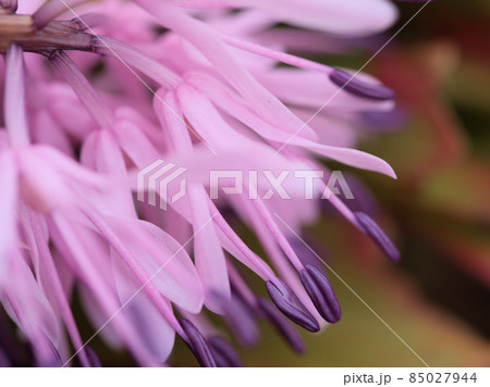 3月の「ショウジョウバカマ」 85027944