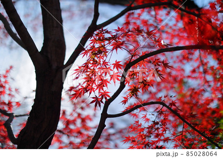 埼玉県川越市小仙波町　天台宗別格本山中院の紅葉モミジ 85028064