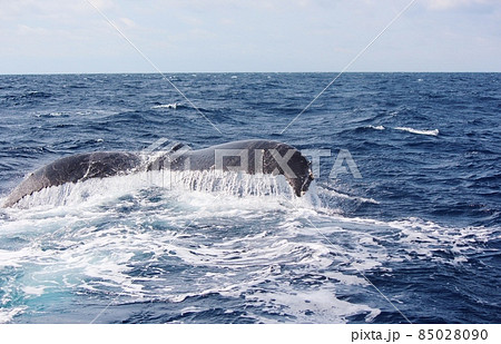 奄美大島のホエールウォッチング ザトウクジラ 奄美大島のホエールウォッチング ザトウクジラ 85028090