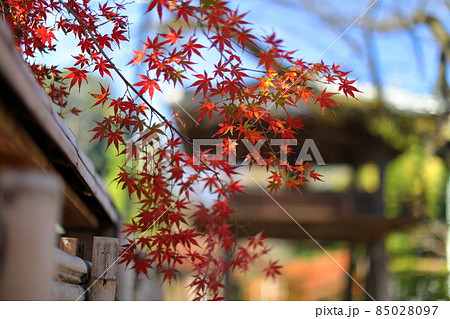 埼玉県川越市小仙波町 天台宗別格本山中院の紅葉モミジと鐘楼門 埼玉県川越市小仙波町 天台宗別格本山中院の紅葉モミジと鐘楼門 85028097