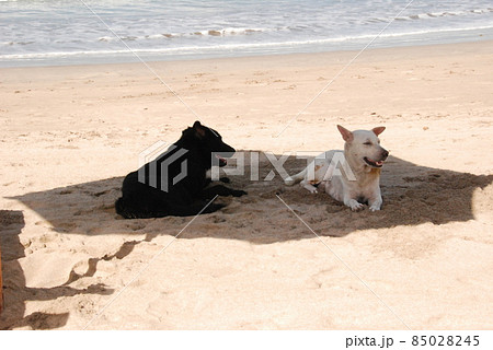 日陰ですずむ黒犬と白犬(クタ・ビーチ/バリ島 インドネシア) 日陰ですずむ黒犬と白犬(クタ・ビーチ/バリ島 インドネシア) 85028245