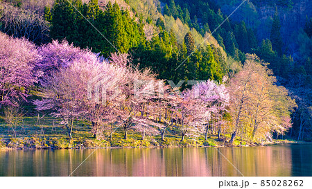 中綱湖の桜 中綱湖の桜 85028262