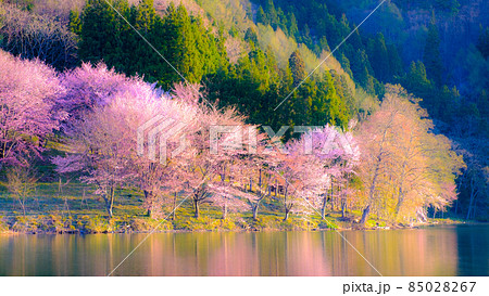 中綱湖の桜(ソフトフォーカス) 中綱湖の桜(ソフトフォーカス) 85028267