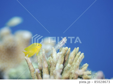イシガキカエルウオとネッタイスズメダイ幼魚・沖縄・恩納村 イシガキカエルウオとネッタイスズメダイ幼魚・沖縄・恩納村 85028673