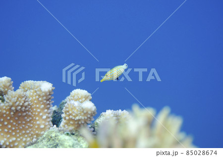 沖縄・恩納村・テングカワハギの幼魚.9 85028674