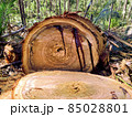Sap Bleeding From a Tree 85028801