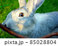 A gray rabbit close up with a stick 85028804